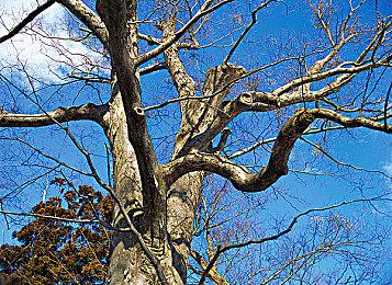 粉丝剪出苹果味《塞尔达传说：王国之泪》预告